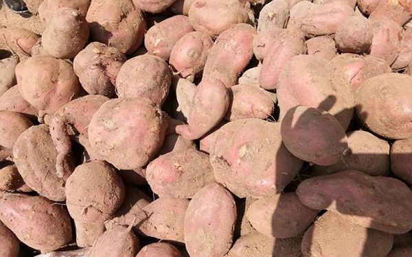 紅薯渣烘干設備如何實現薯渣烘干脫水 紅薯渣烘干設備如何實現薯渣烘干脫水